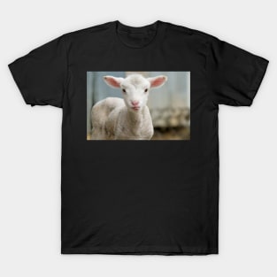 Cute and adorable few day old lamb T-Shirt